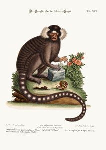 サングリン、またはカギマイナー、1749-73